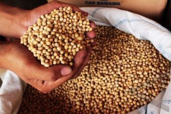 Primkopti Sambut Baik Tata Niaga Kedelai