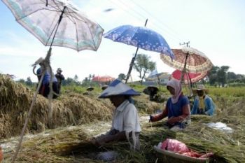 Panen Raya, Harga Gabah Turun