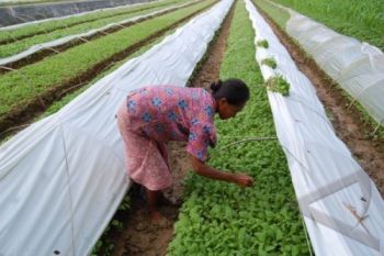 Jelang Masa Tanam, Petani Sumbing Mulai Semai Benih Tembakau 