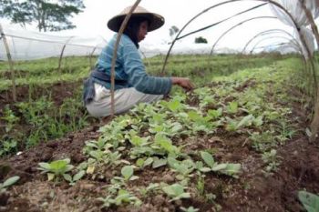 Petani Mulai Tanam Tembakau di Persawahan