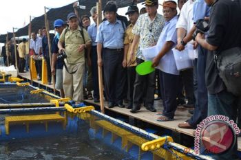 Ditjen perikanan alokasikan 96 lubang budidaya kerapu