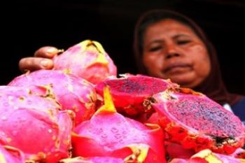 Buah Naga/Foto Joko Sulistyo