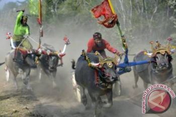 Atraksi Mekepung Daya Tarik Wisata Bali Barat