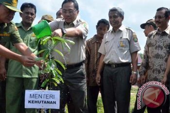 Tanam Pohon