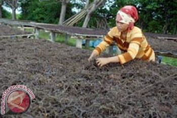 Mamuju Maksimalkan Rumput Laut 