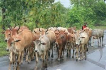 Pejabat: Demi Dapat BLSM, Peternak Jual Sapi