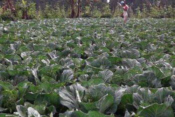 Urusan Bertani Tak Tergugat Festival Lima Gunung