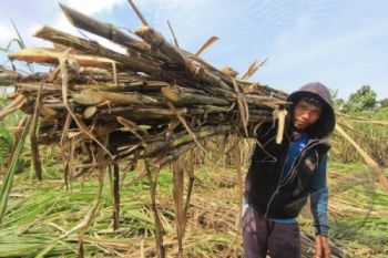 PRODUKSI GULA