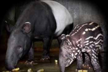 Ternyata Tapir Masuk Kolam Fenomena Biasa