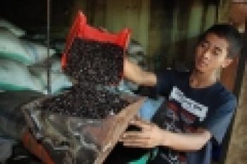 Harga Kopi di Lampung Capai Rp17.000/Kg