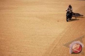 Mei, Harga Gabah di Sumbar Turun