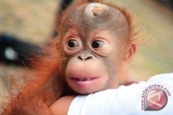 BKSDA Kotawaringin Timur Amankan Dua Bayi Orangutan 