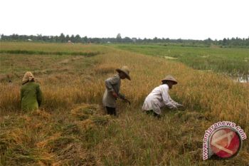 Barito Utara Targetkan Produksi 29.115 Ton Padi 