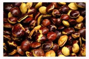Pemkab Agam bagikan 20.000 bibit petai-jengkol