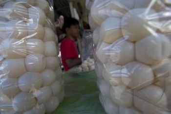 Juli-Desember Musim Penurunan Telur Penyu