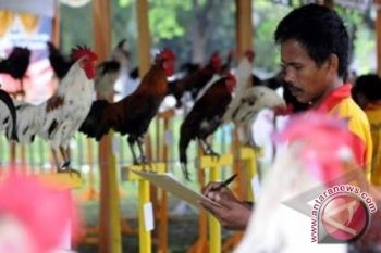 Komunitas Ayam Ketawa Kini Terbentuk Di Sampit 