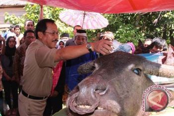 Ritual adat "Malliha Tampo" Mamuju