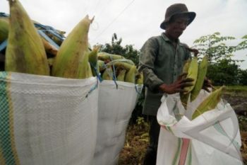 Jagung Manis