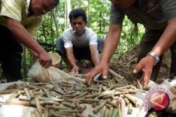 Aparat Poso Amankan Ratusan Amunisi Dan Ranjau