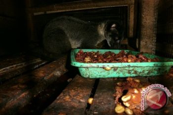 Kopi Luwak KWT Melati Lampung Barat Perluas Pasar