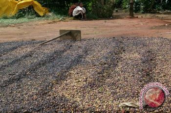 Petani Lampung Sulit Keringkan Kopi