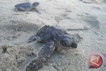 352 Anak Penyu Dilepasliarkan Di Pantai Bengkulu