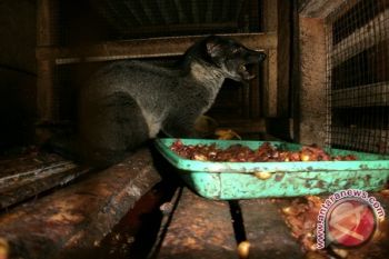 Kopi Luwak Tak Lagi Bergantung Musang Liar