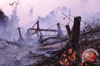 Menteri LH: 14 perusahaan ditindak 