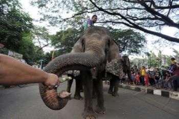 Binatang Gajah