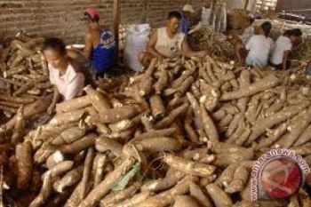 Petani Keluhkan Harga Singkong &amp;quot;Diatur&amp;quot; Pabrik Besar