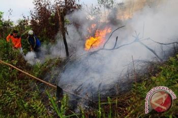 Astaga! Ribuan Pohon Karet Hangus Terbakar