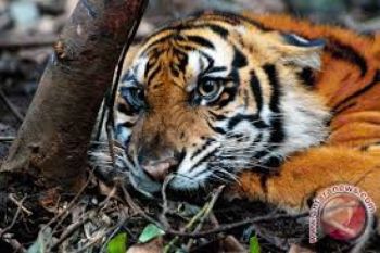  Warga Agam Temukan Anak Harimau