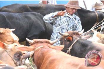  BPS Prediksi Sulbar Mampu Swasembada Daging