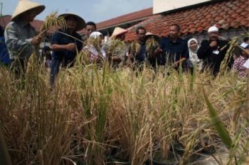 Panen Padi Organik Teknologi LIPI