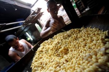 Petani Dukung Rencana Penetapan HPP Kedelai