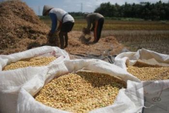 Bulog Siap Tampung Kedelai Petani