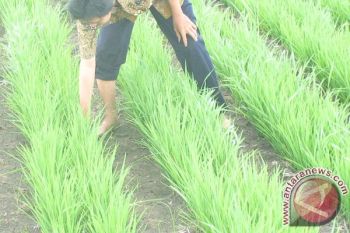 Bakorluh NTB gagas gerakan tanam "jajar legowo"
