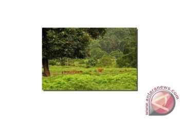 Fasilitas penggembalaan sapi bantuan jepang diresmikan