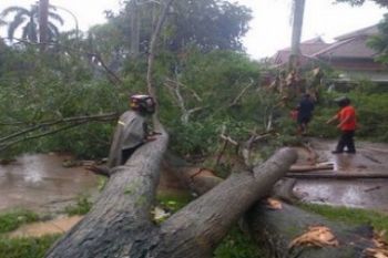 Pohon Tumbang/Foto Evy R. Syamsir