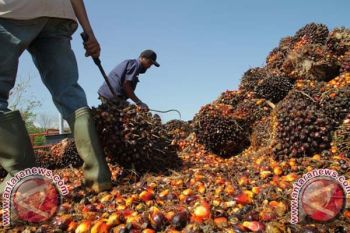 Gapki : Greenpeace usik kedaulatan NKRI