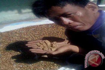 Sumbawa barat hasilkan kopi luwak berkualitas tinggi