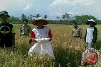 BPS: daya beli petani NTB menurun