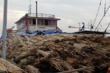 BC Kepri-Polda Riau Tangani Rotan Ilegal