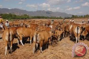 Program inseminasi buatan dukung program ntb bss