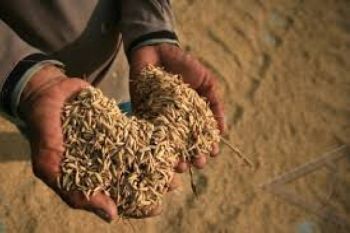 Harga Gabah Turun