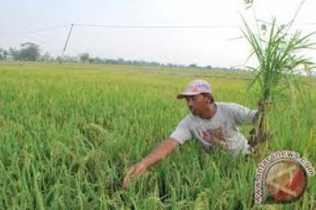 Nilai tukar petani Riau defisit