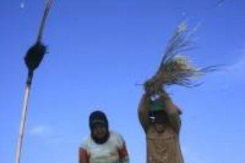 Nilai Tukar Petani Sumbar Turun 0,15 Persen
