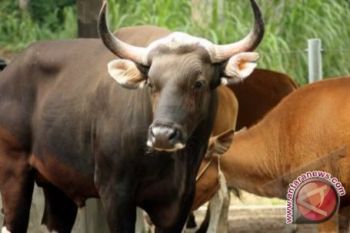 Selamatkan Banteng Jawa
