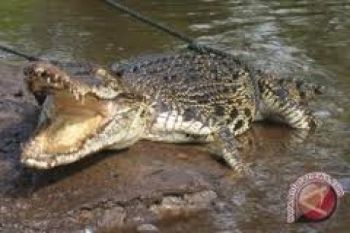 Warga Agam Digegerkan Dengan Kemunculan Buaya di Sungai Antokan