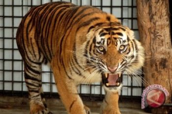 Pemerintah Diminta Atasi Teror Harimau Mandailing Natal